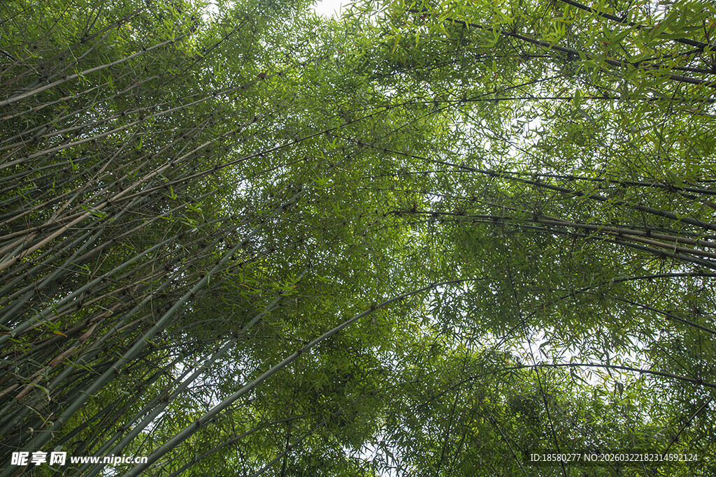 茂密竹林仰视景观
