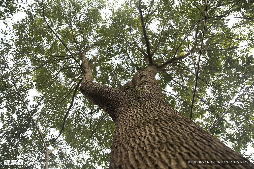 仰视粗壮繁茂的大树