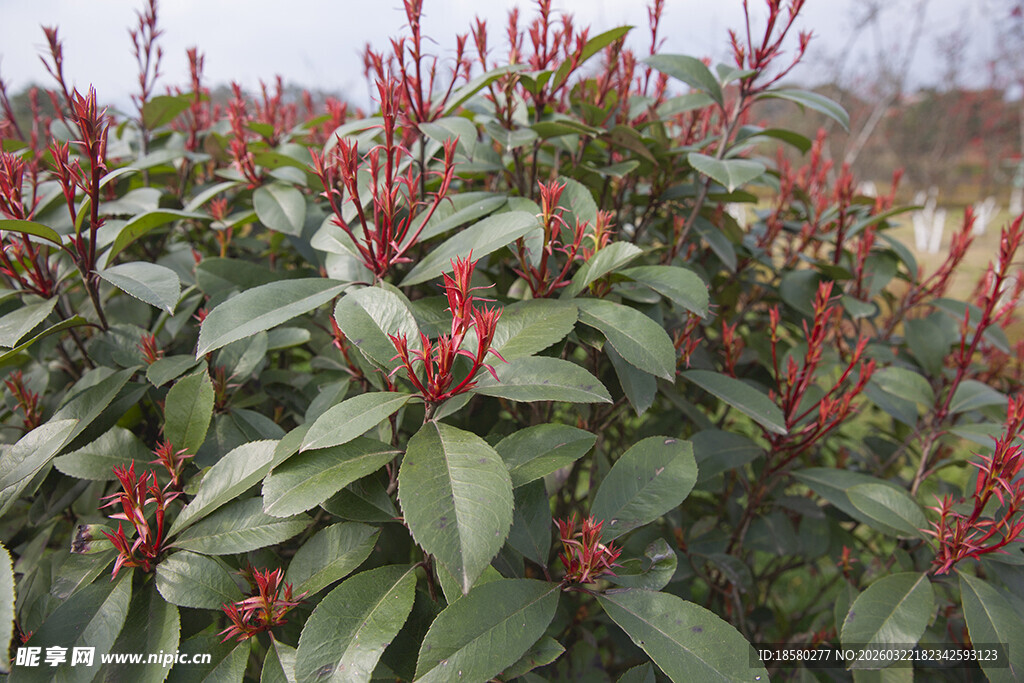 红顶绿叶植物景观