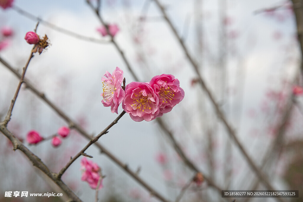 枝头绽放的娇艳粉色梅花