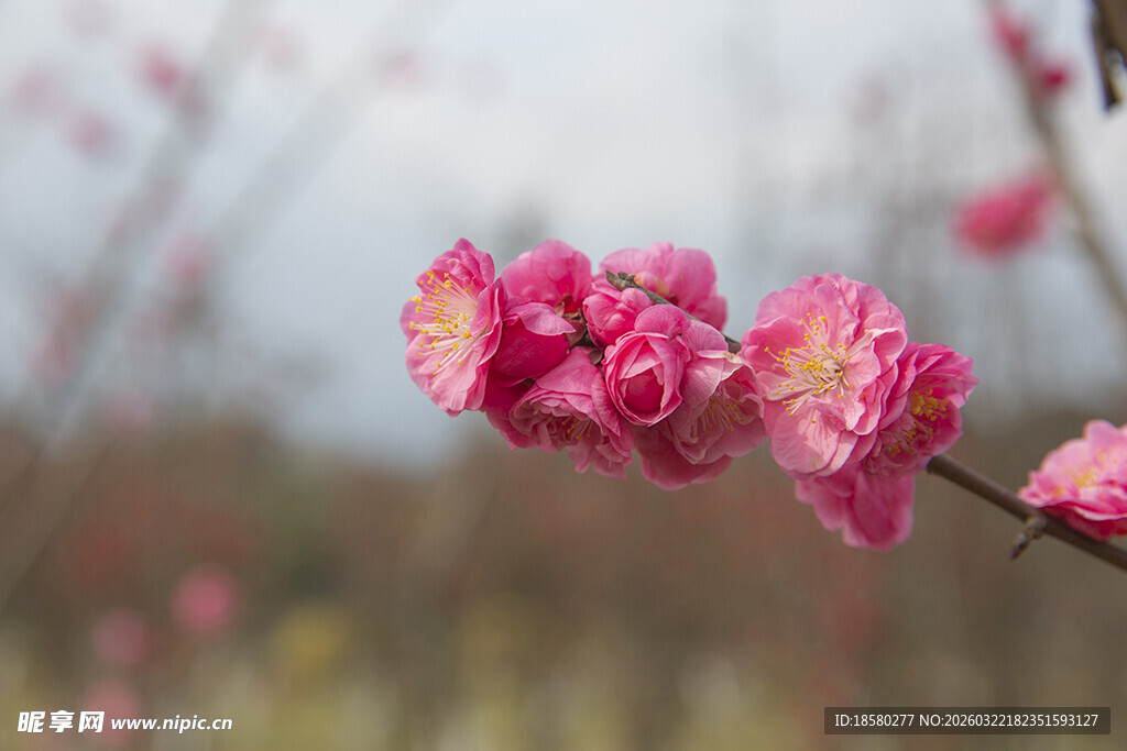 娇艳绽放的枝头粉色花朵