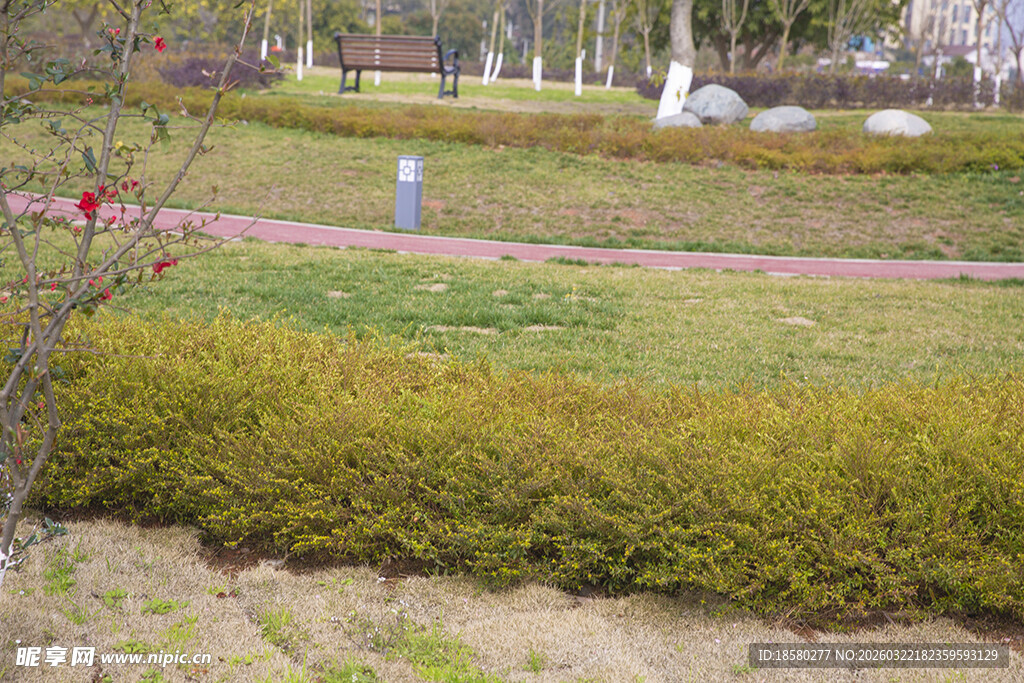 公园景观中的绿植与小径