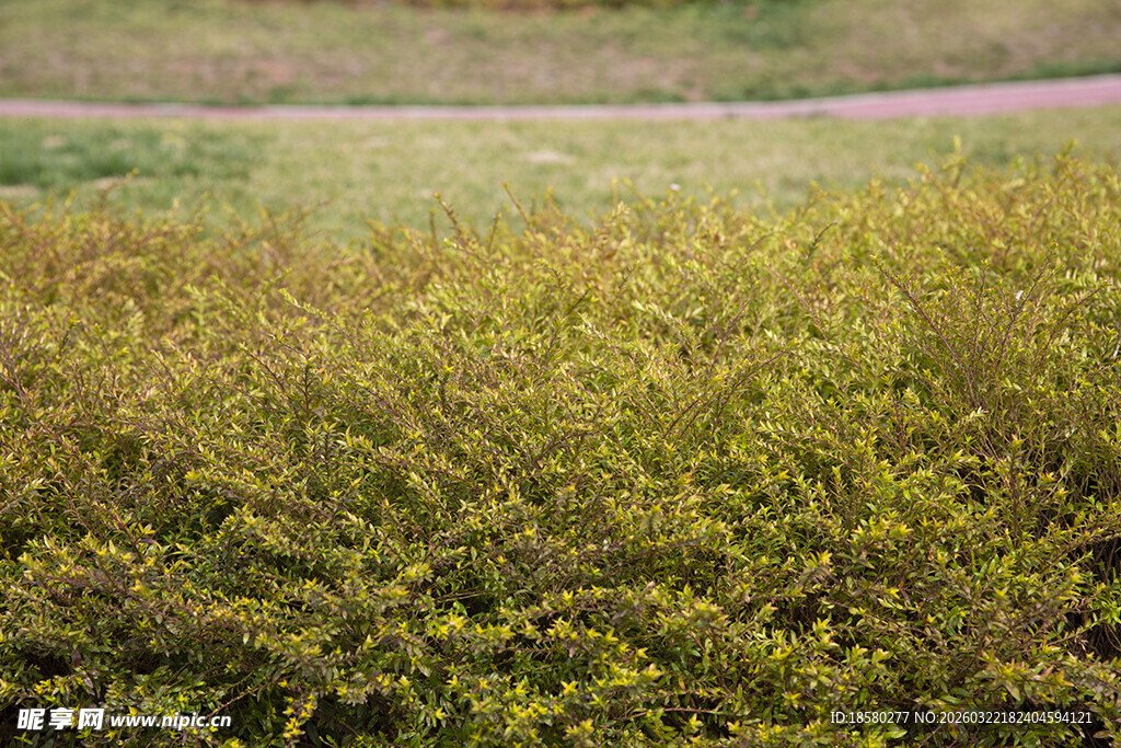 茂密绿植景观