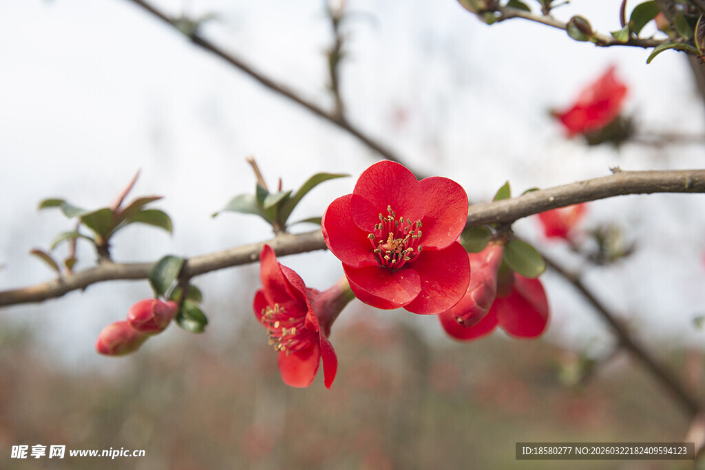 枝头绽放的娇艳红海棠