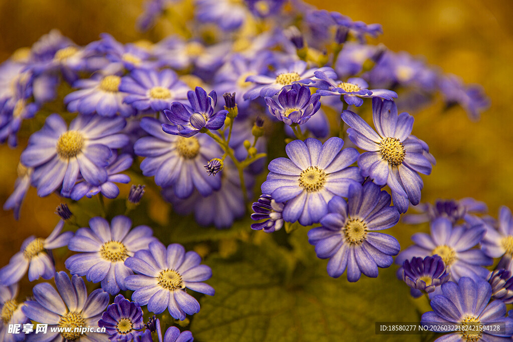 蓝目菊紫色小花绽放的美丽瞬间