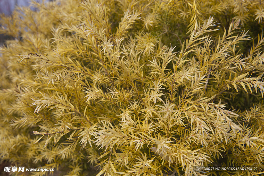 金黄枝叶植物特写