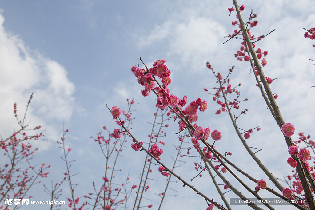 红梅蓝天映衬下的艳丽花枝