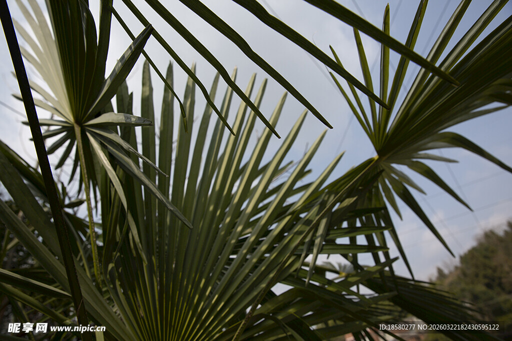 棕榈树叶特写