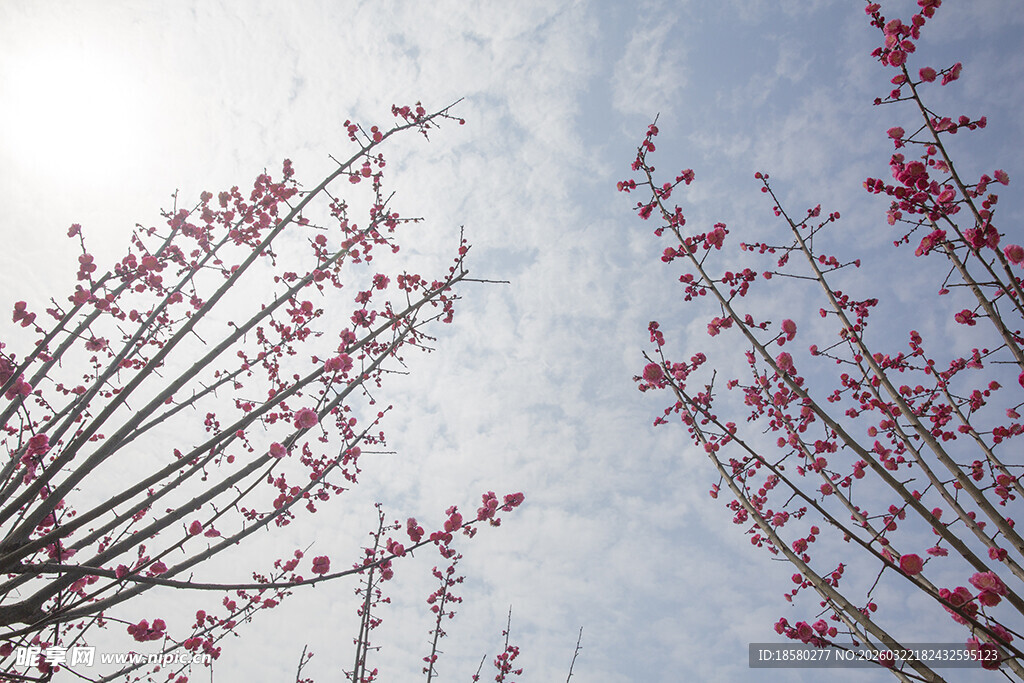 红梅枝头繁花映蓝天