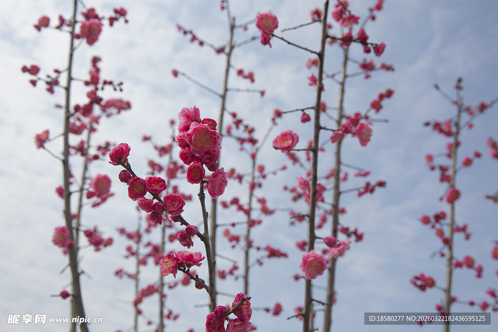 红梅枝头绽放的艳丽红花朵