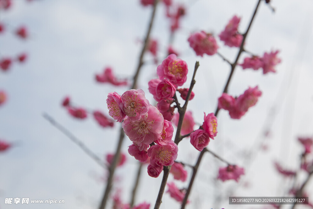 枝头绽放的粉嫩桃花