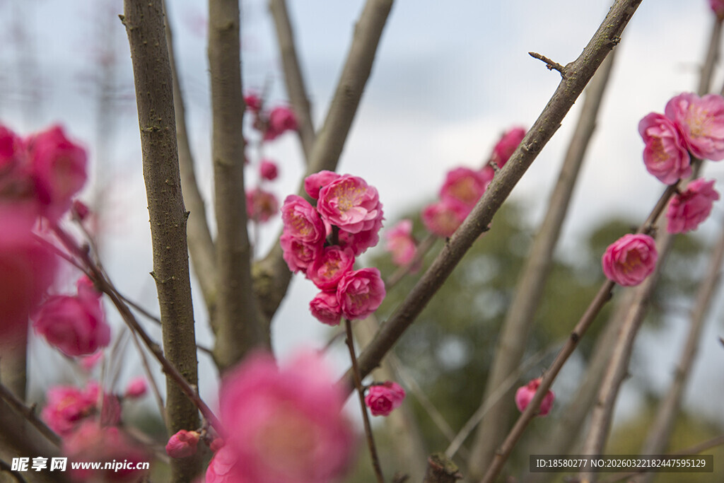 枝头绽放的粉嫩梅花