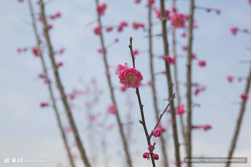 枝头绽红梅