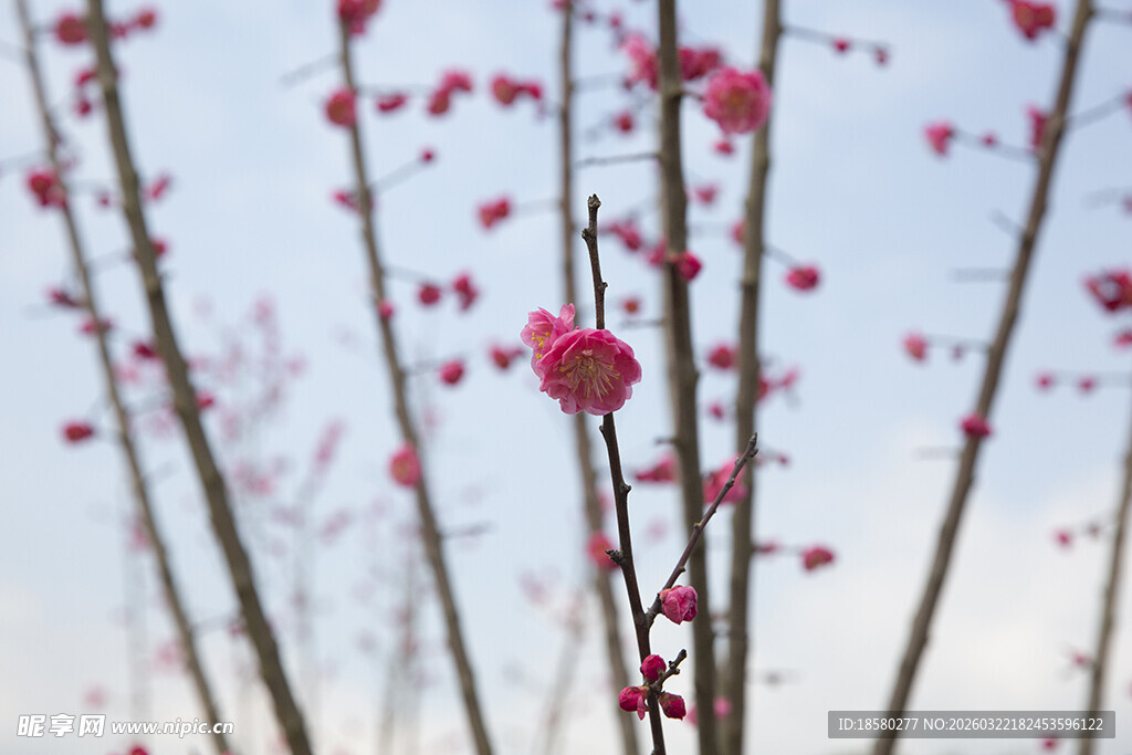 枝头红梅绽放