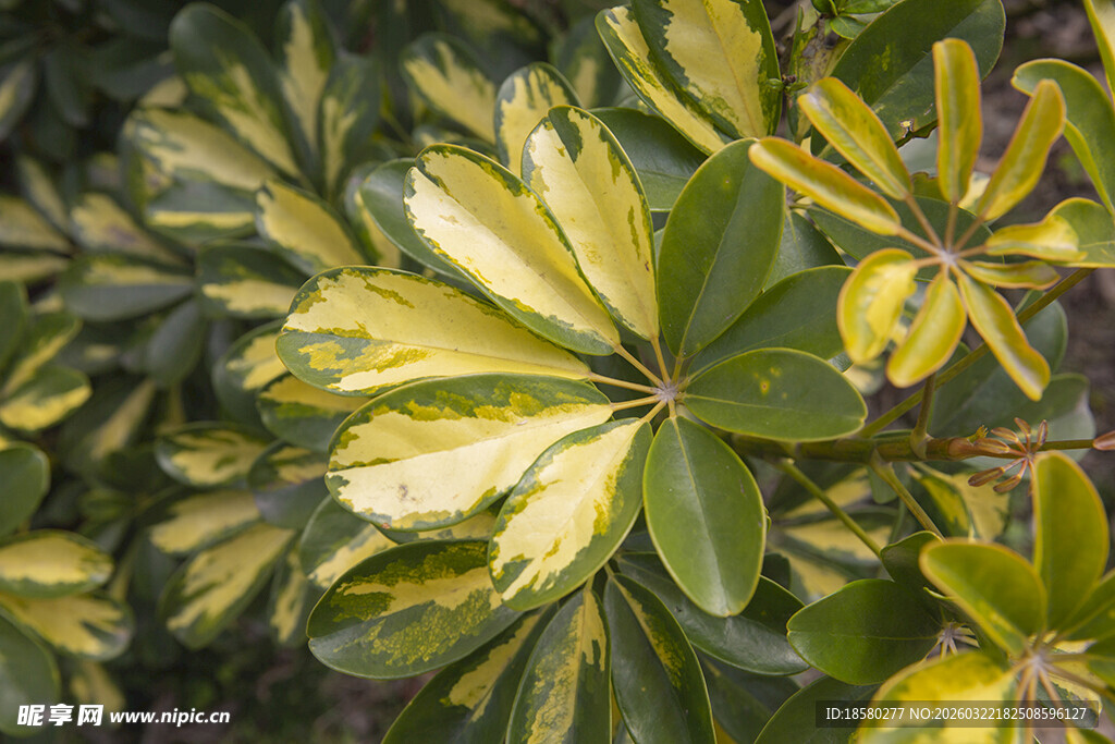 阳光下的斑斓绿叶