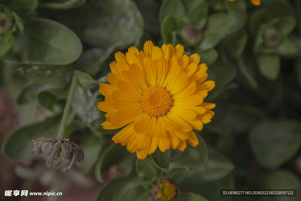 黄色金盏花特写