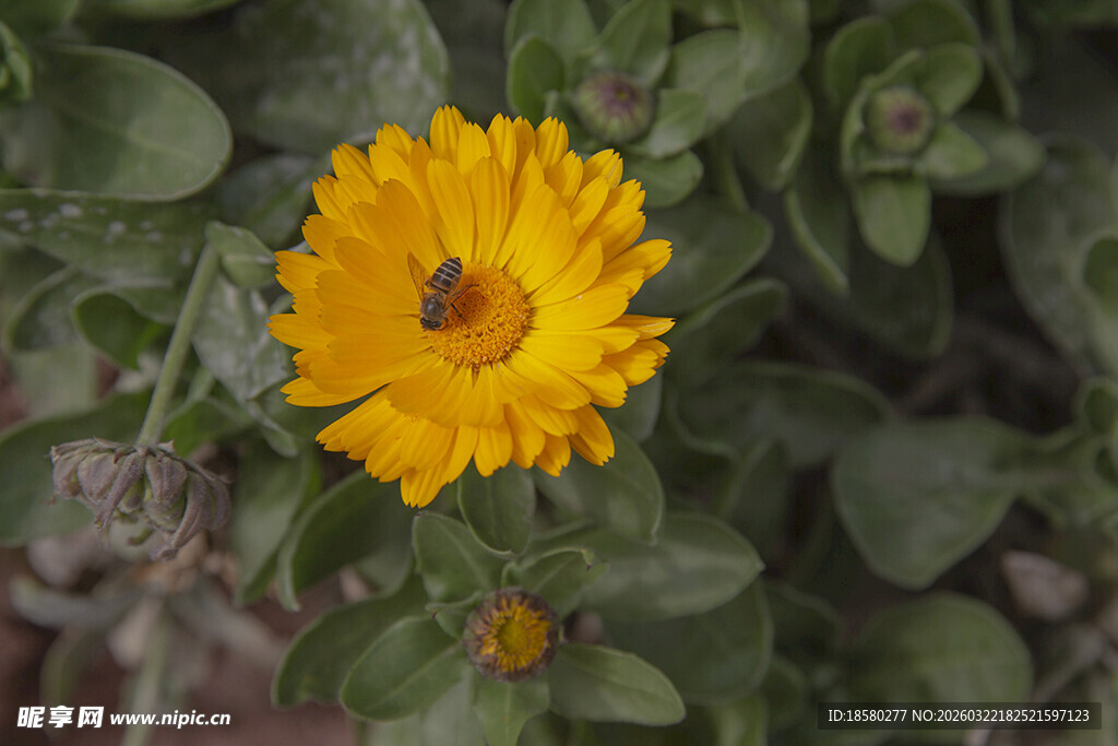 黄色花朵上的小巧昆虫