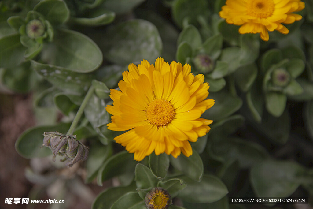 黄色金盏花绽放绿叶间