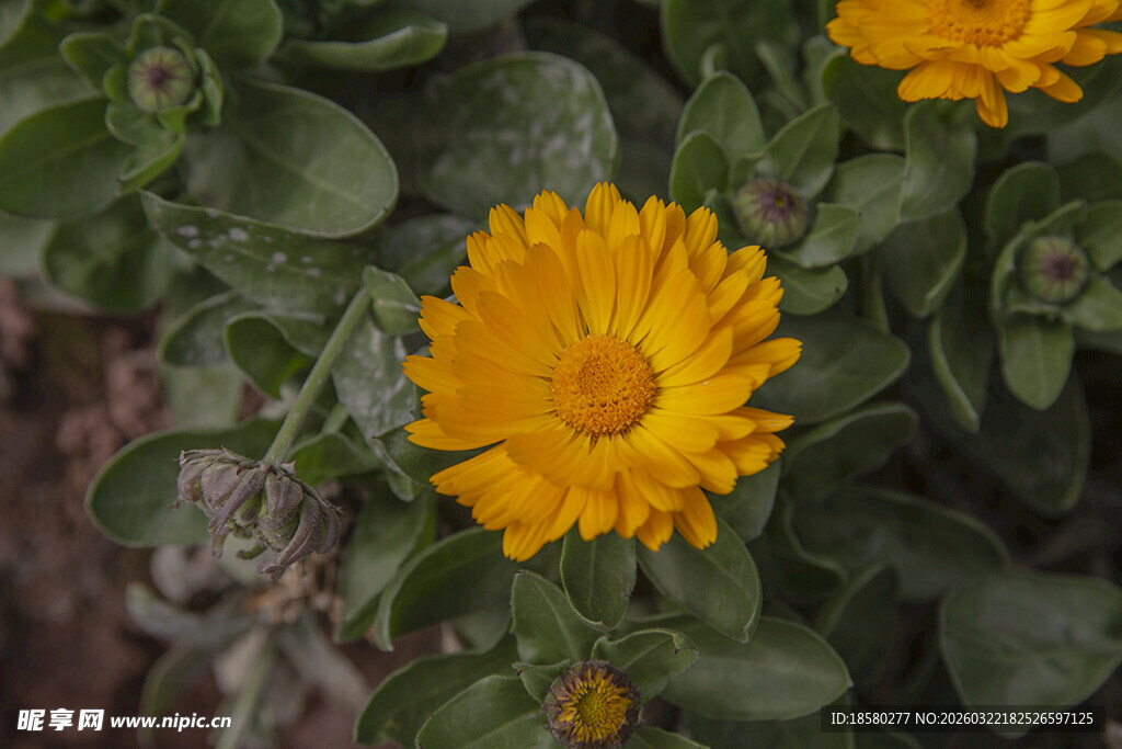 黄色金盏花绽放绿意间