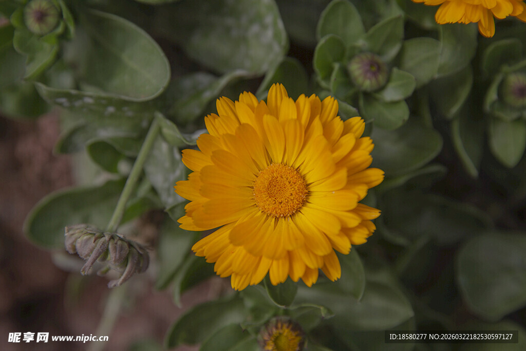 黄色金盏花特写