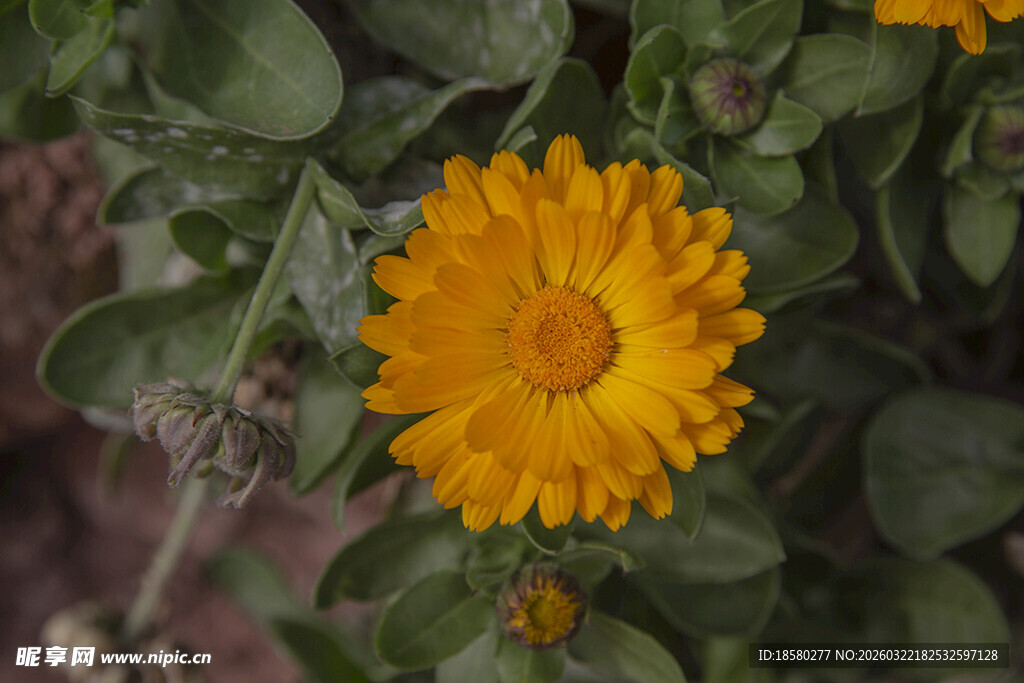 黄色金盏花绽放