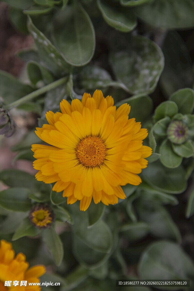 黄色金盏花绽放绿叶间