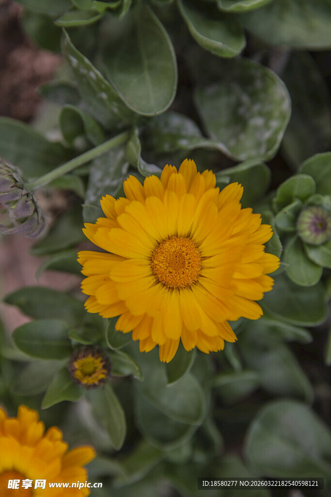 蓝目菊黄色金盏花绽放绿叶间