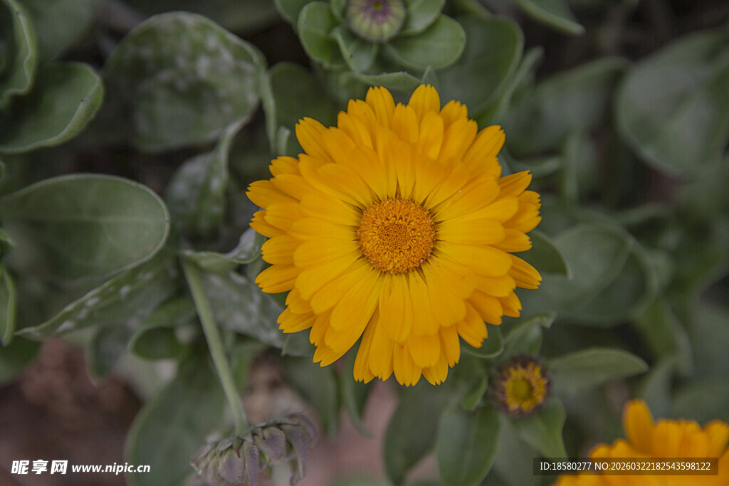 黄色金盏花绽放