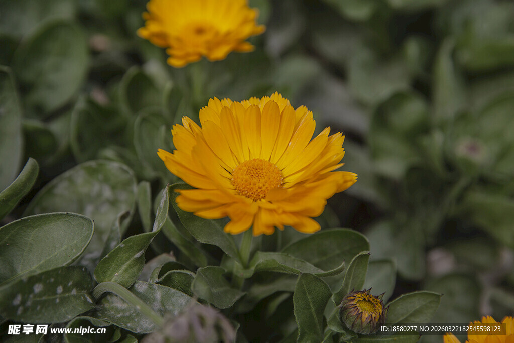 绽放的黄色金盏花