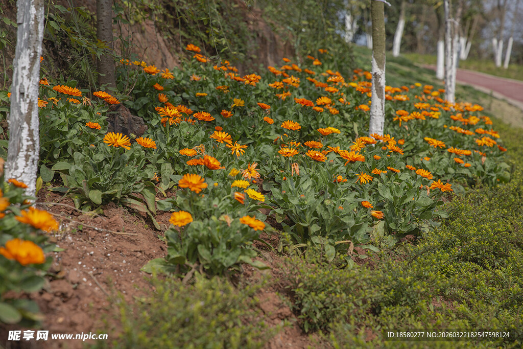 路边盛放的灿烂万寿菊