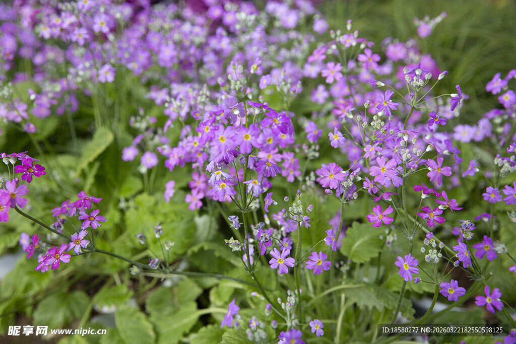 酢浆草紫色小花绽放绿意间
