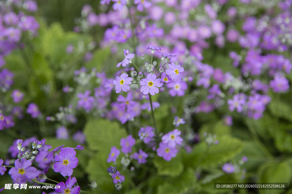 酢浆草紫色小花绽放绿意间