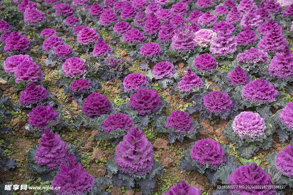 紫衣甘蓝紫色花海绽放浪漫美景
