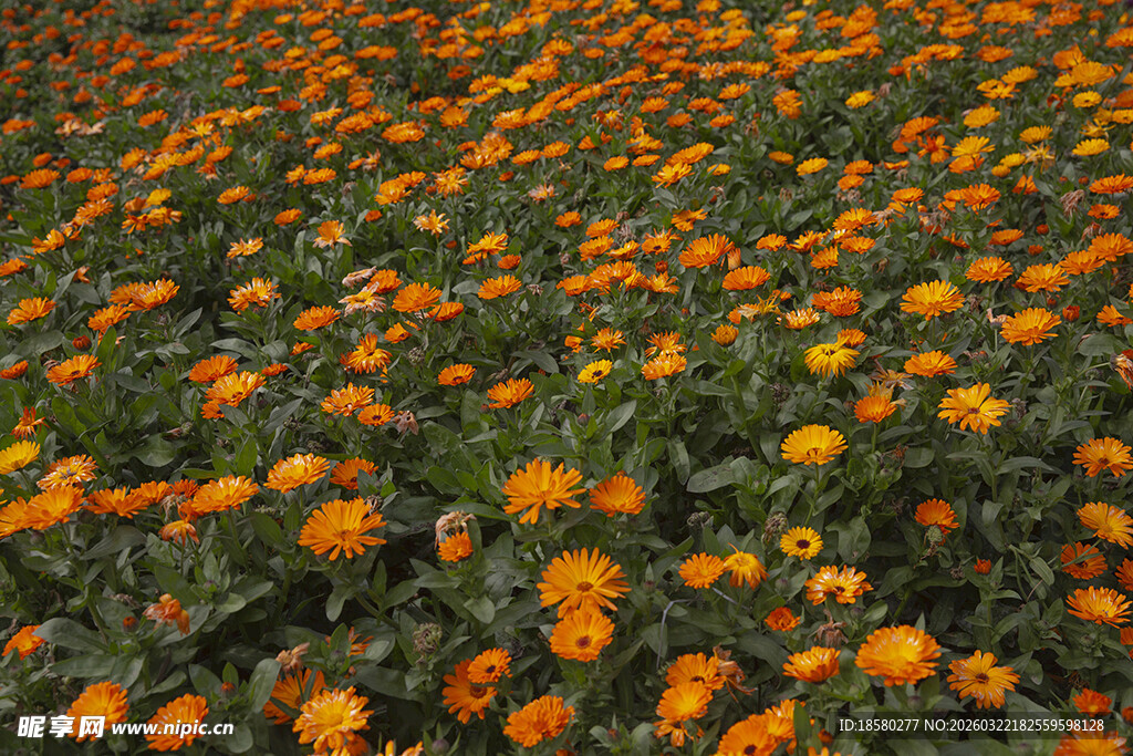 金色菊花花海美景