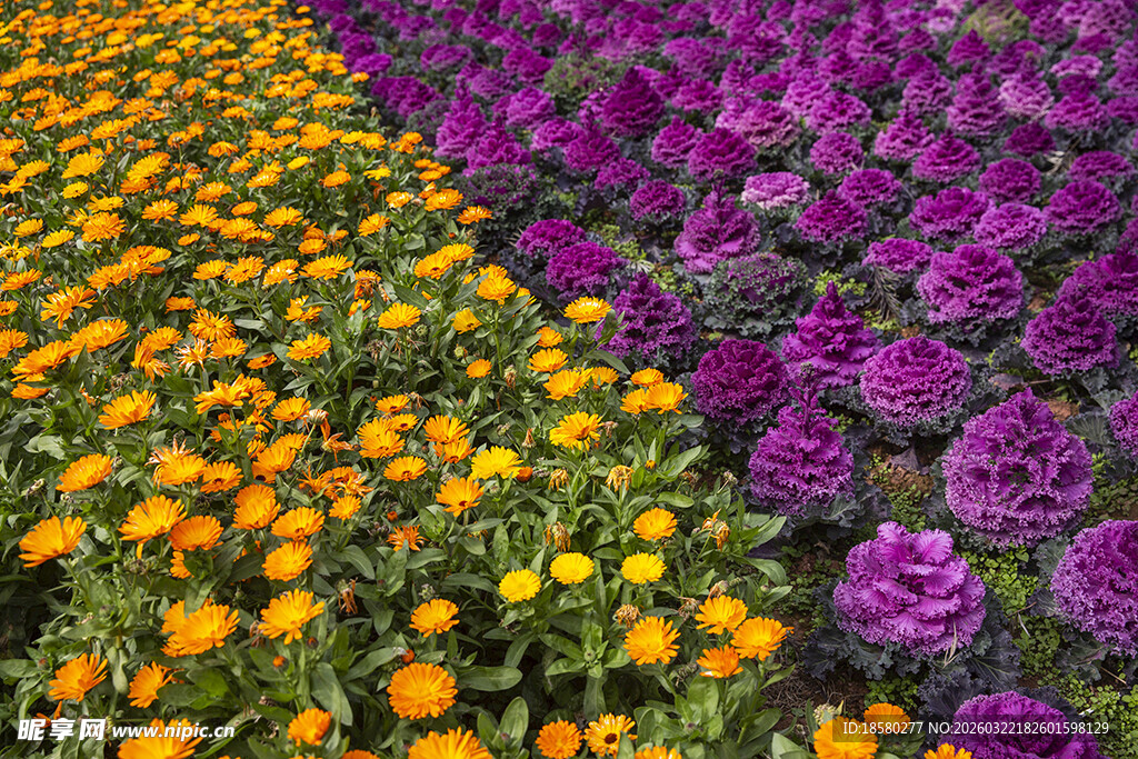 多彩花卉绽放美丽景观