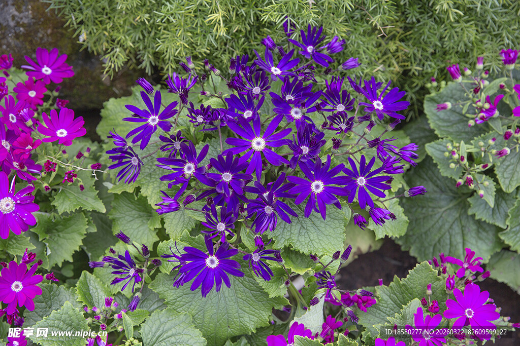 紫色花卉与绿叶相映成趣