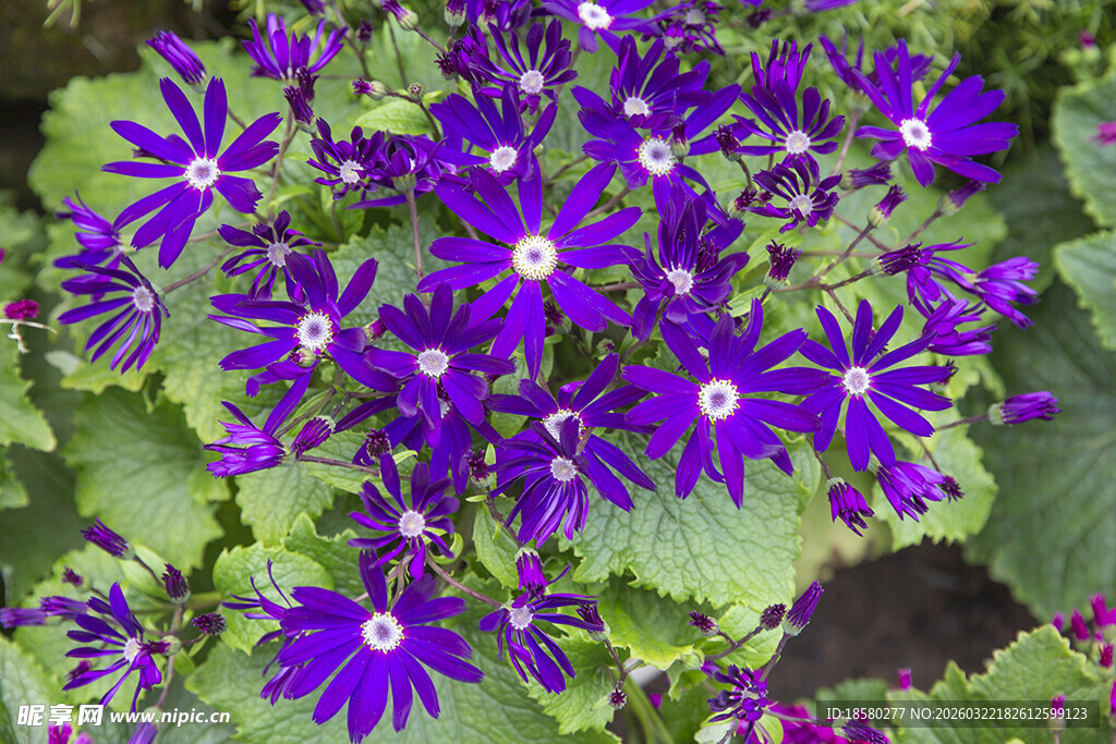 紫色小花绽放绿叶间