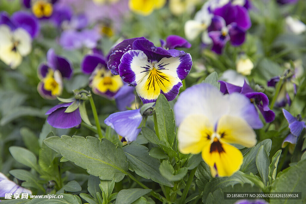 三色堇花卉特写