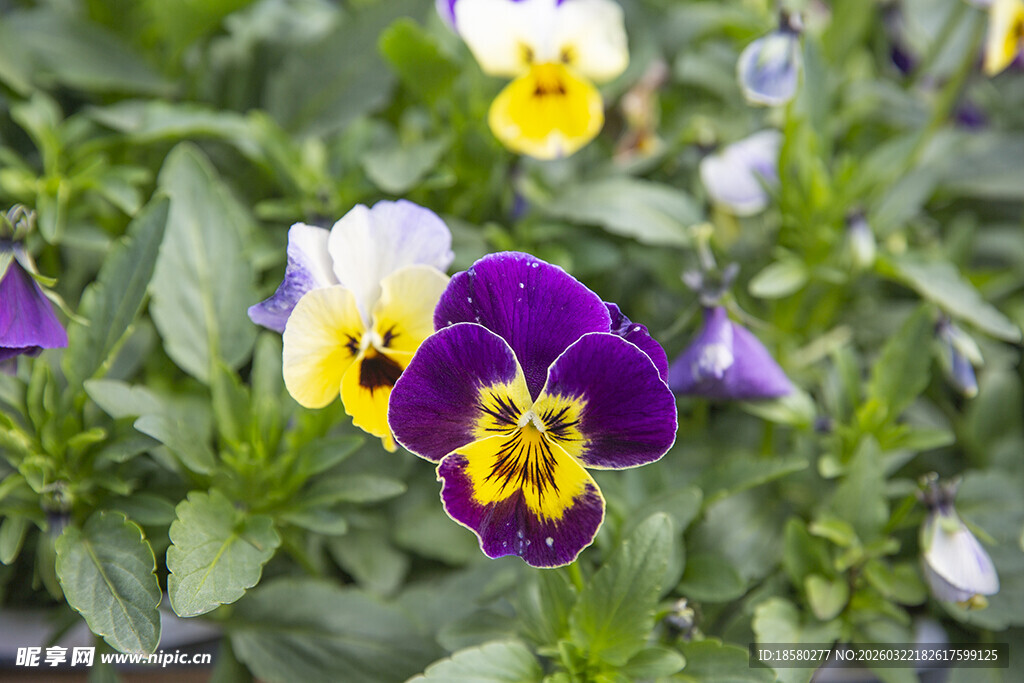 三色堇花卉特写