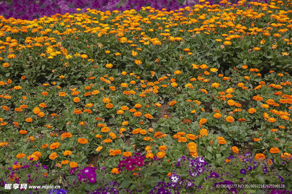 多彩花卉绽放的美丽花田