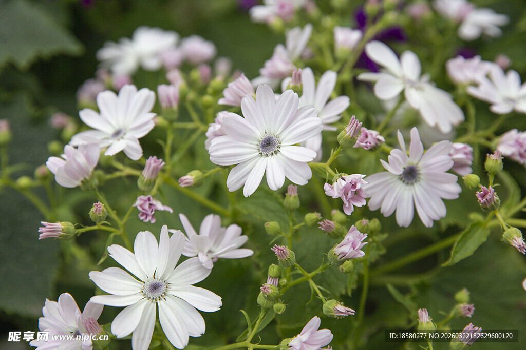 蓝目菊白色小花绽放于绿叶间