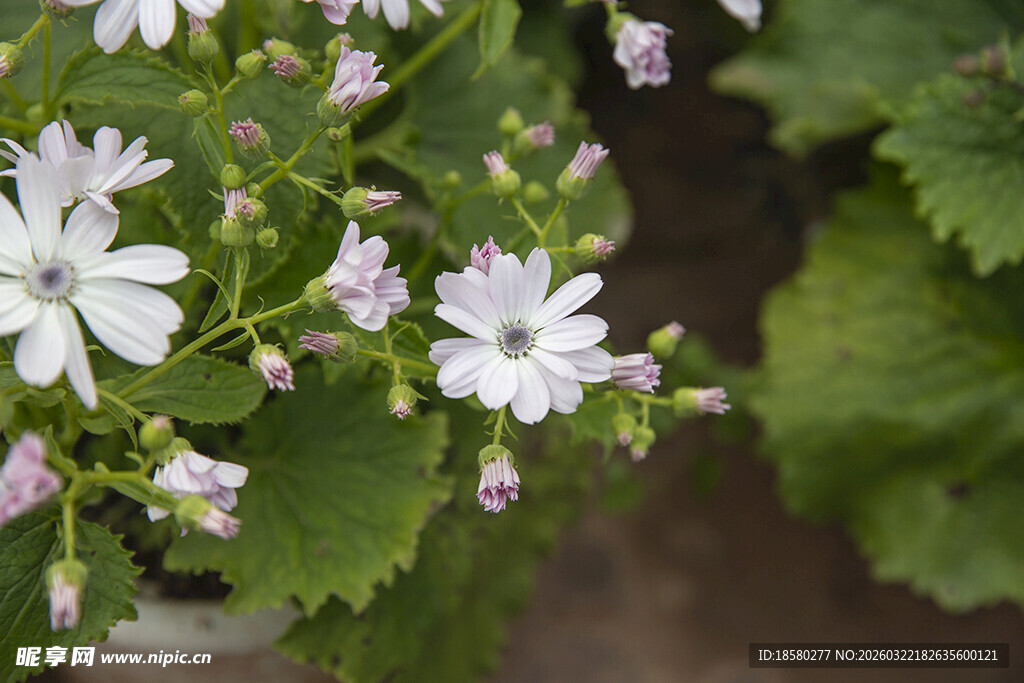 蓝目菊白色小花绽放绿叶间
