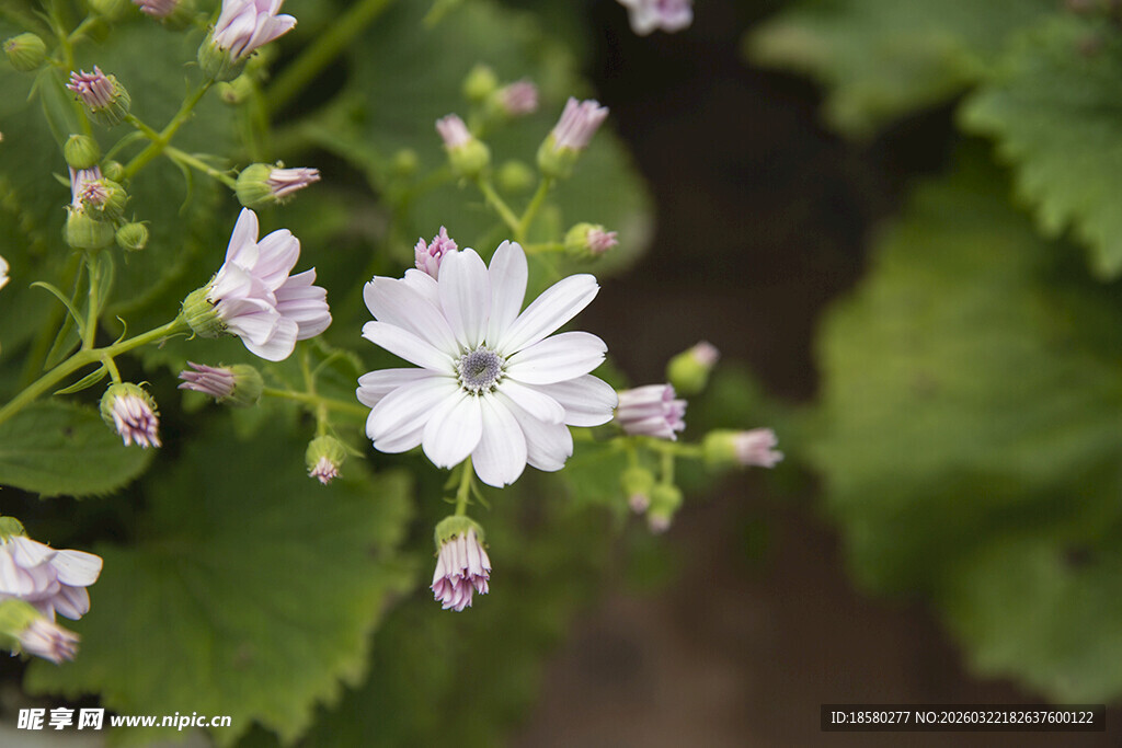 蓝目菊白色小花绽放绿叶间