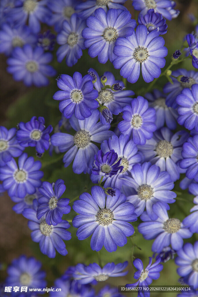 蓝目菊 蓝紫色星状小花绽放