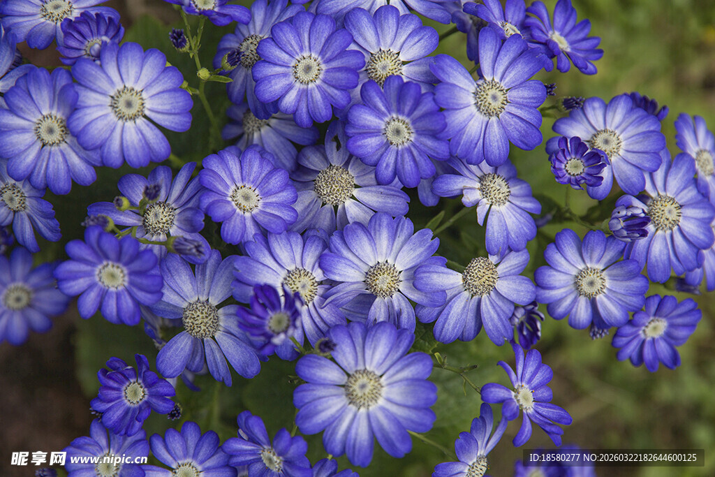 蓝目菊蓝紫色美丽花卉特写