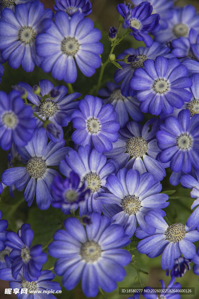 蓝目菊蓝紫色美丽花朵特写