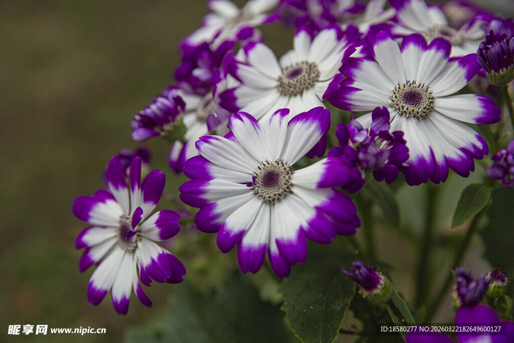 蓝目菊紫白相间美丽花朵绽放