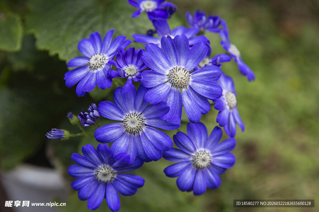 蓝目菊蓝紫色美丽花朵绽放