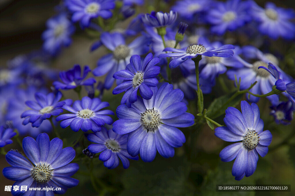 蓝目菊蓝紫色小花绽放