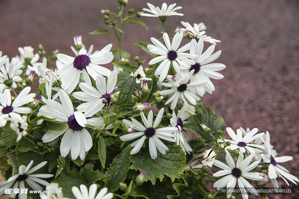 蓝目菊白色雏菊绽放